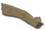 Hadrosaur (Edmontosaurus) Spinous Process - Wyoming #377982-3